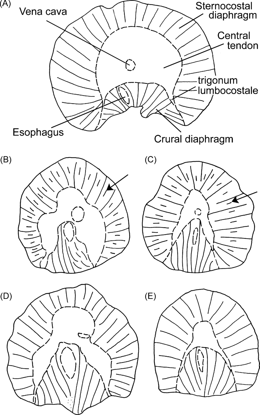 850x1354 Comparative Anatomy Of Diaphragms In Echidna (Tachyglossus