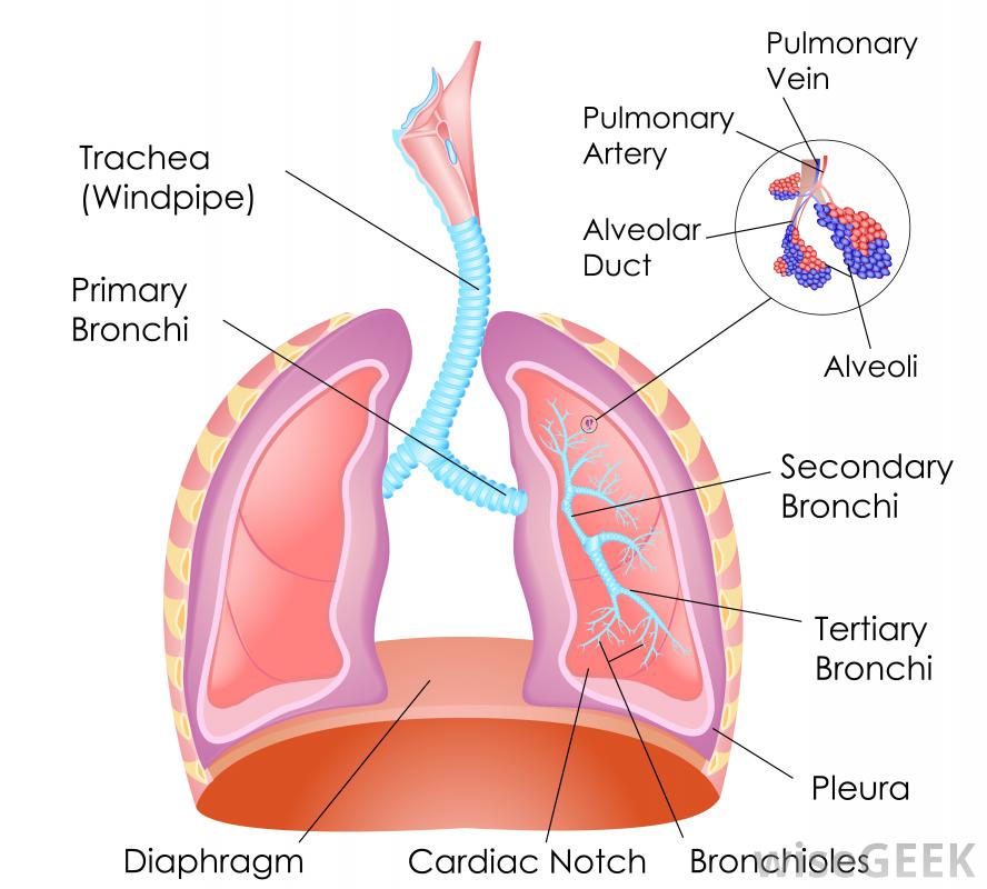 888x800 What Are The Breathing Muscles (With Pictures)
