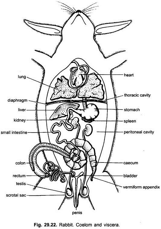 534x758 Digestive System Of Rabbit (With Diagram) Chordata Zoology