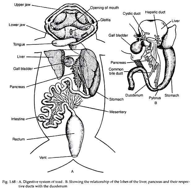 624x619 Digestive System Of Toad (With Diagram) Zoology