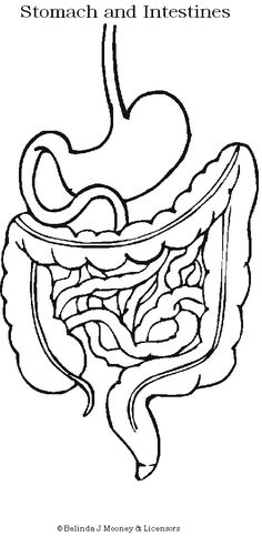236x483 Digestive System Printable And With Questions. Science