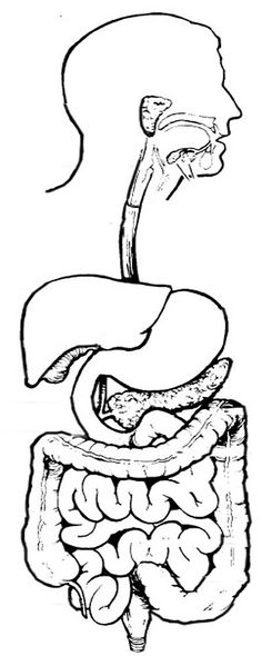 236x590 Drawing Of The Digestive System With Sections Labeled Esophagus