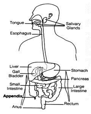 319x399 Collection Of Digestive System Of Man Drawing High Quality