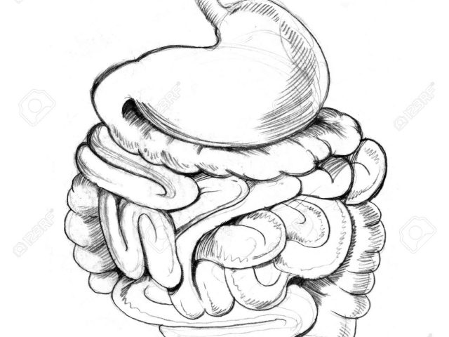 640x480 Pencil Sketch Digestive System An Image Of A Human Stomach