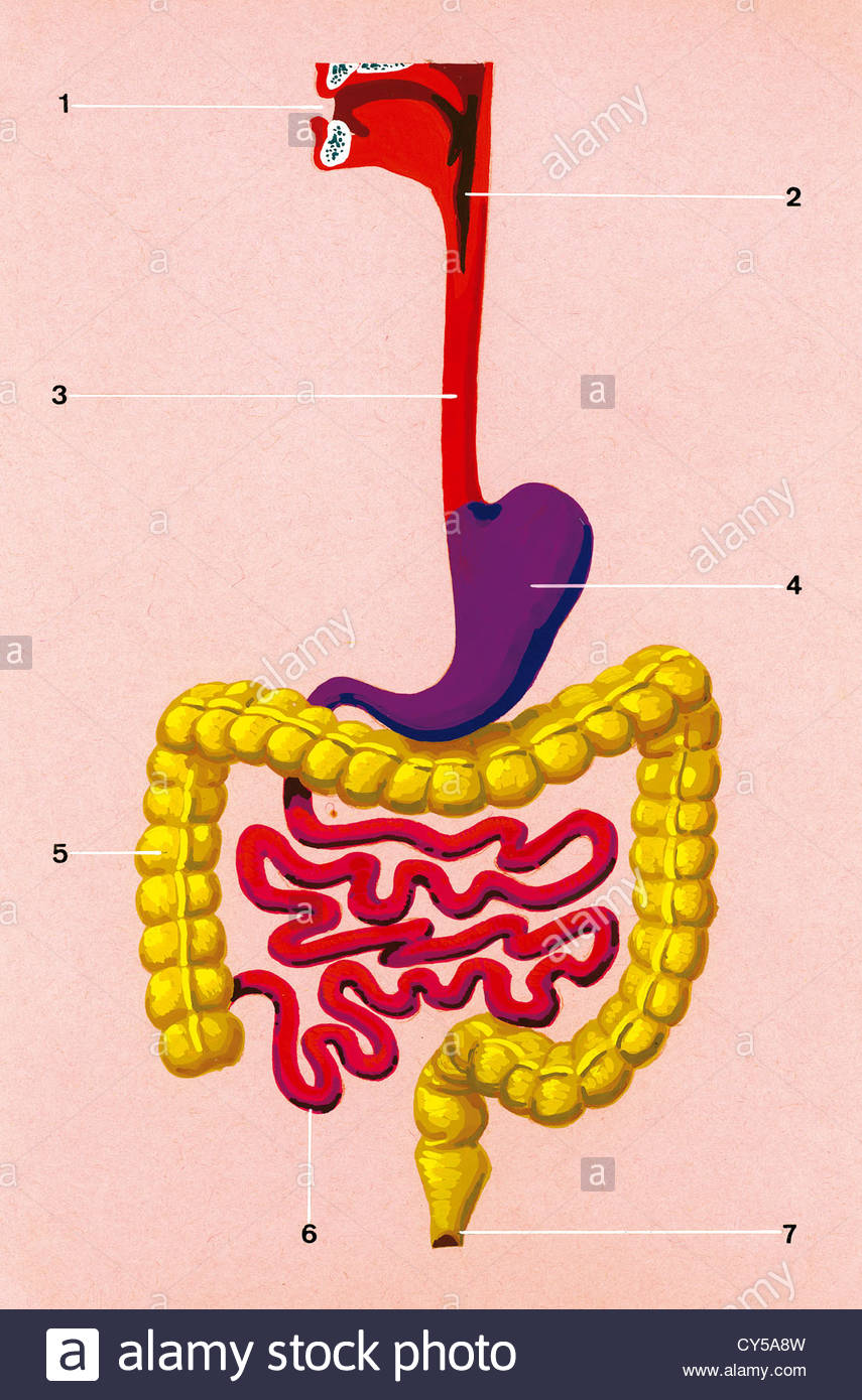 Digestion Drawing at GetDrawings | Free download