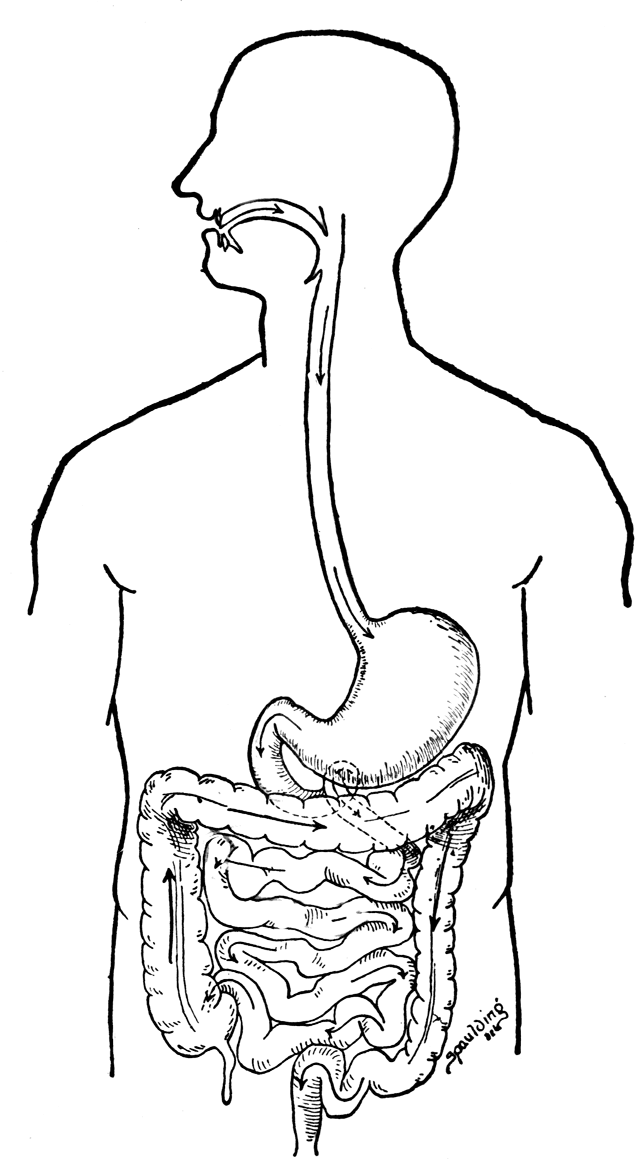 643x1163 Digestive System Coloring Pages Digestive System Coloring Page