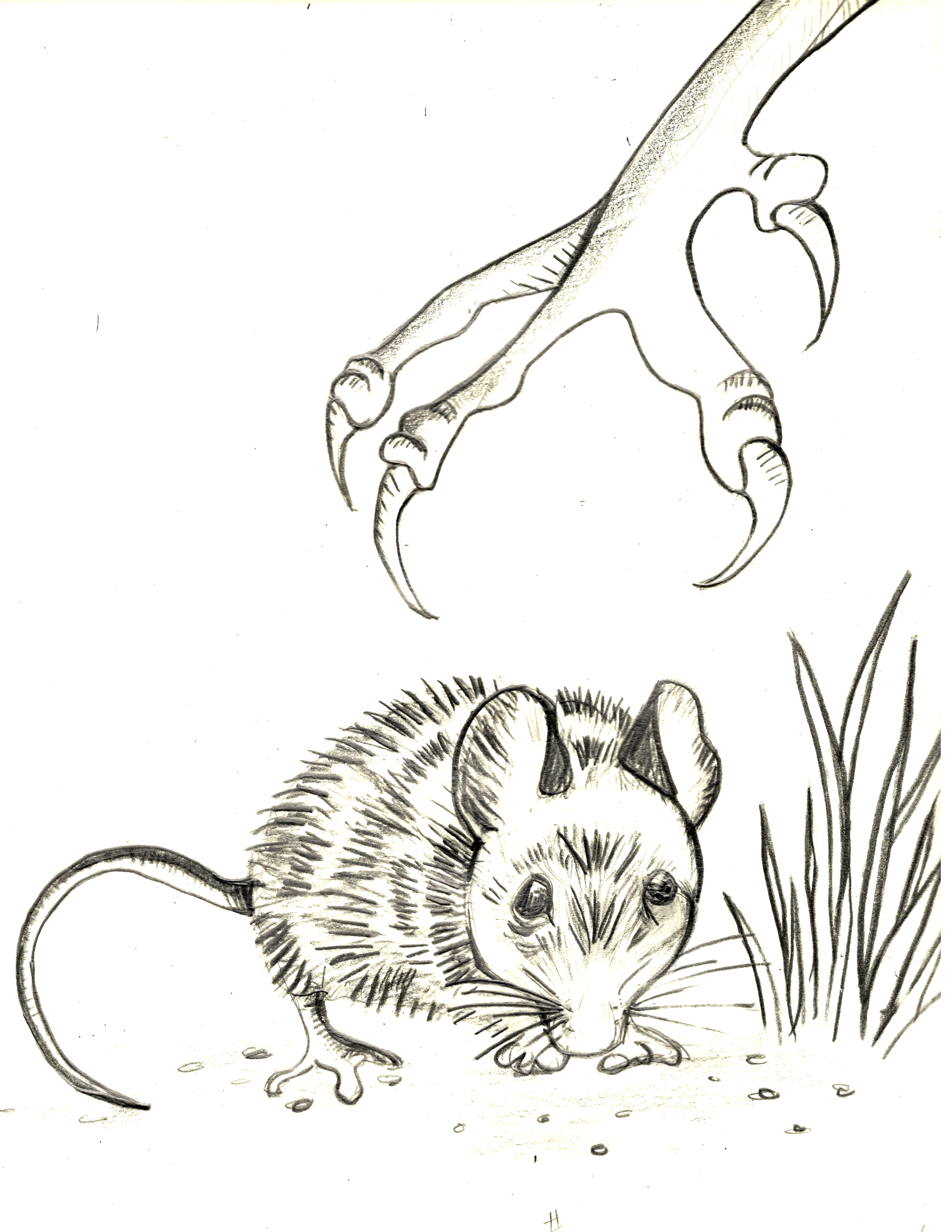 5100x6600 Susan Glickman Sample Illustration For Forthcoming Book