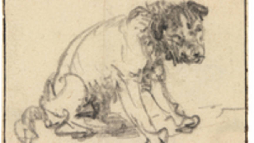 864x486 Dog Drawing By Rembrandt Discovery Dear Kitty. Some Blog