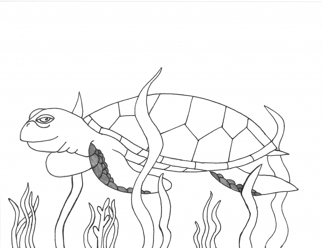 1024x791 Drawing A Sea Turtle Facts Amp Discovery Sea Turtle Exploration