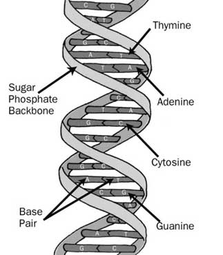 Dna Molecule Drawing at PaintingValley.com | Explore collection of Dna ...