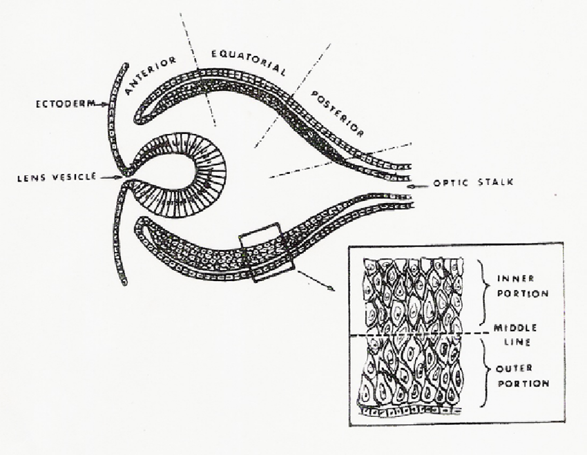 850x659 Diagram Of The Structure Of Chick Embryo Optic Vesicle Showing 3