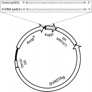 320x320 Human Dhx9 Recognizes Dna Secondary Structures In Plasmids. (A