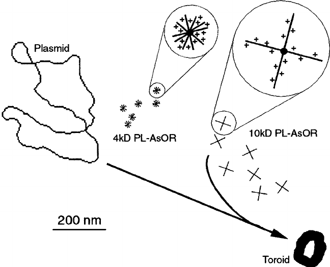 648x526 Scale Model Of Dna Condensation. The Toroid Contains Only