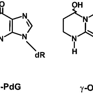 320x320 Resumption Of Dna Synthesis By Pol Pcna. 32 P 5 End Labeled