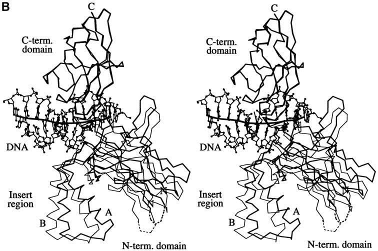756x502 Structure Of The Human P52 Complex