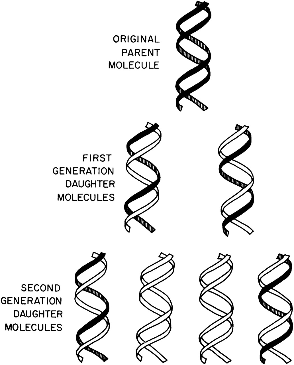 1032x1280 The Replication Of Dna In Escherichia Coli Pnas