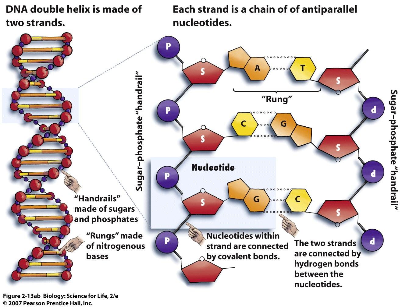 Dna Drawing Labeled at GetDrawings | Free download