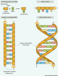 236x311 Here Is A Diagram Of Dna Which Is Much Easier To Understand Than