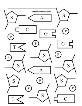 270x350 Build A Dna Ladder Honors Worksheet By Ian Keith Tpt