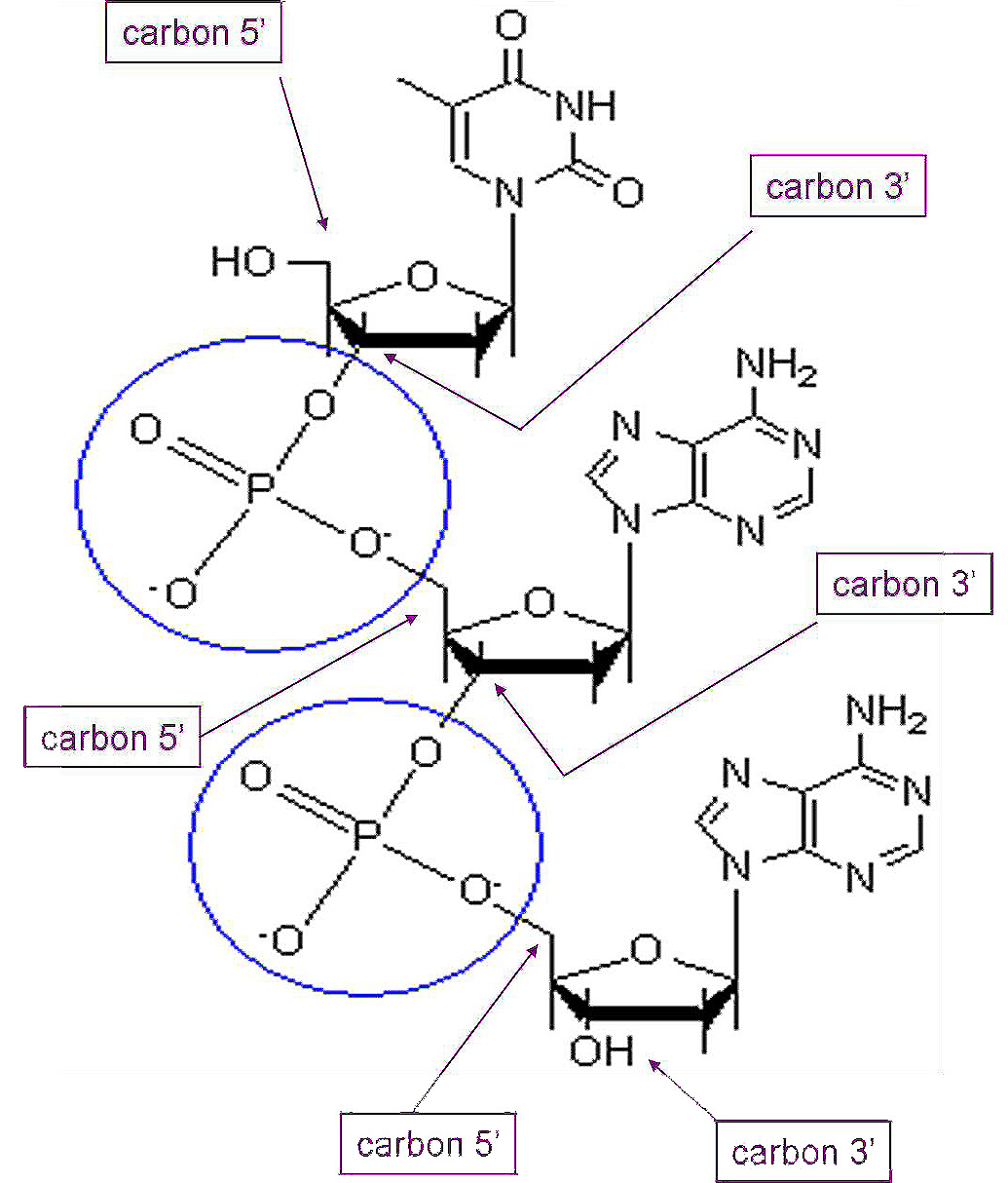 1035x1214 Dna Ii Biology Visionlearning