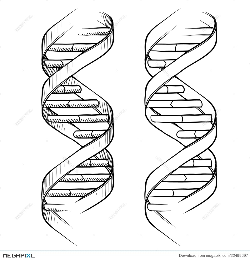 800x830 Collection Of Dna Drawing High Quality, Free Cliparts