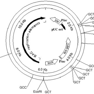 320x320 Figure 5. Variant M91v E156k Digestion Of Plasmid Substrate Puc
