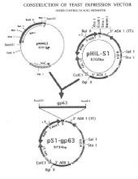 470x610 Pcr Analysis Integrated Gp63 Gene Into The Chromosomal Dna