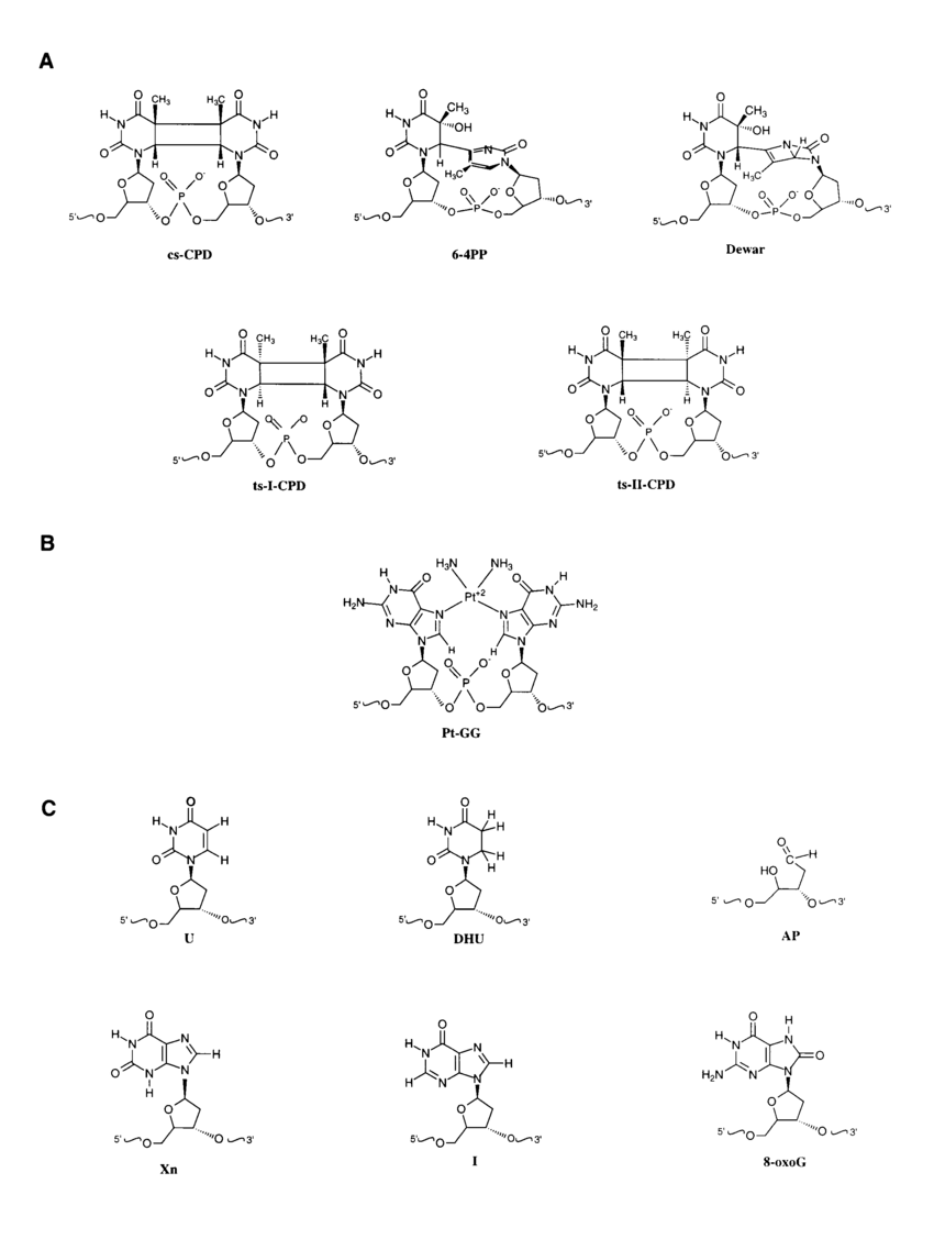 850x1137 Structures Of Dna Damage Lesions Incorporated Into The Synthetic