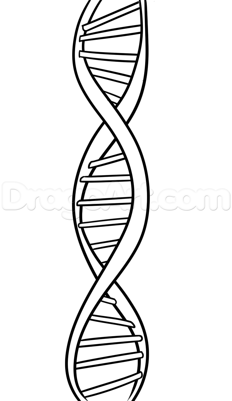 748x1292 Collection Of Dna Ladder Drawing High Quality, Free Cliparts