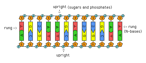 490x212 Dna Ladder Model