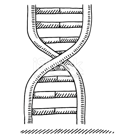 383x447 Collection Of Easy Dna Drawing High Quality, Free Cliparts