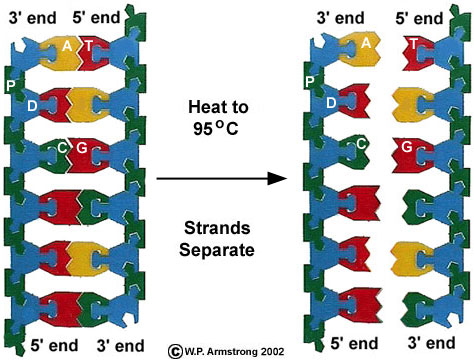 474x360 Polymerase Chain Reaction