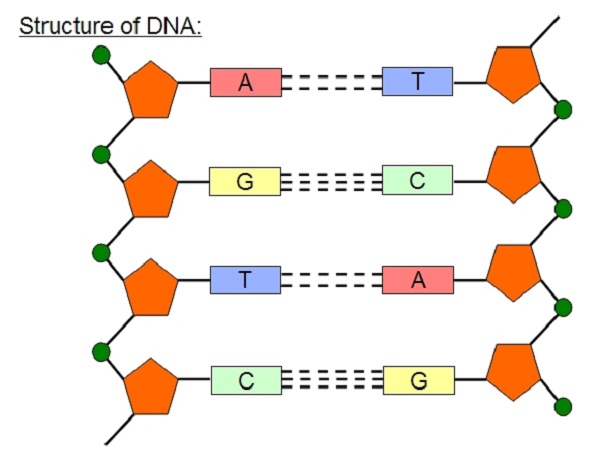 600x466 Diagram Of Dna Nuclei.jpg