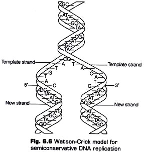 287x303 Collection Of Replication Of Dna Drawing High Quality, Free