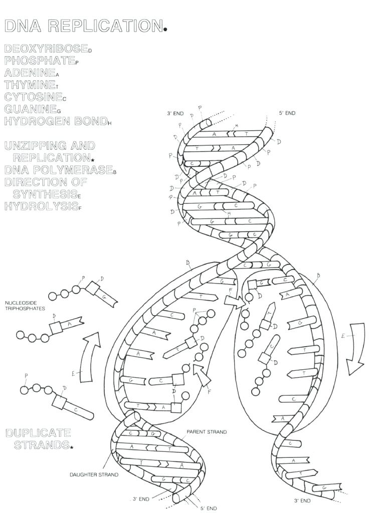 Dna Replication Drawing at GetDrawings | Free download