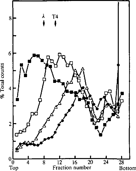 568x714 Figure 2 From Dna Replication And Repair Of Tilapia Cells. Ii
