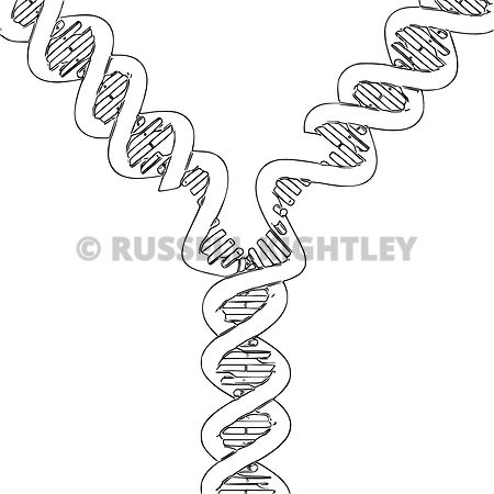 450x450 Russell Kightley Premium Scientific Pictures Dna