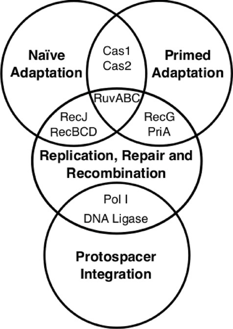 476x671 The Interplay Between The Effectors Of Dna Replication, Repair