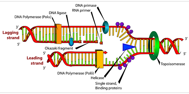 640x320 Collection Of Dna Replication Drawing With Labels High