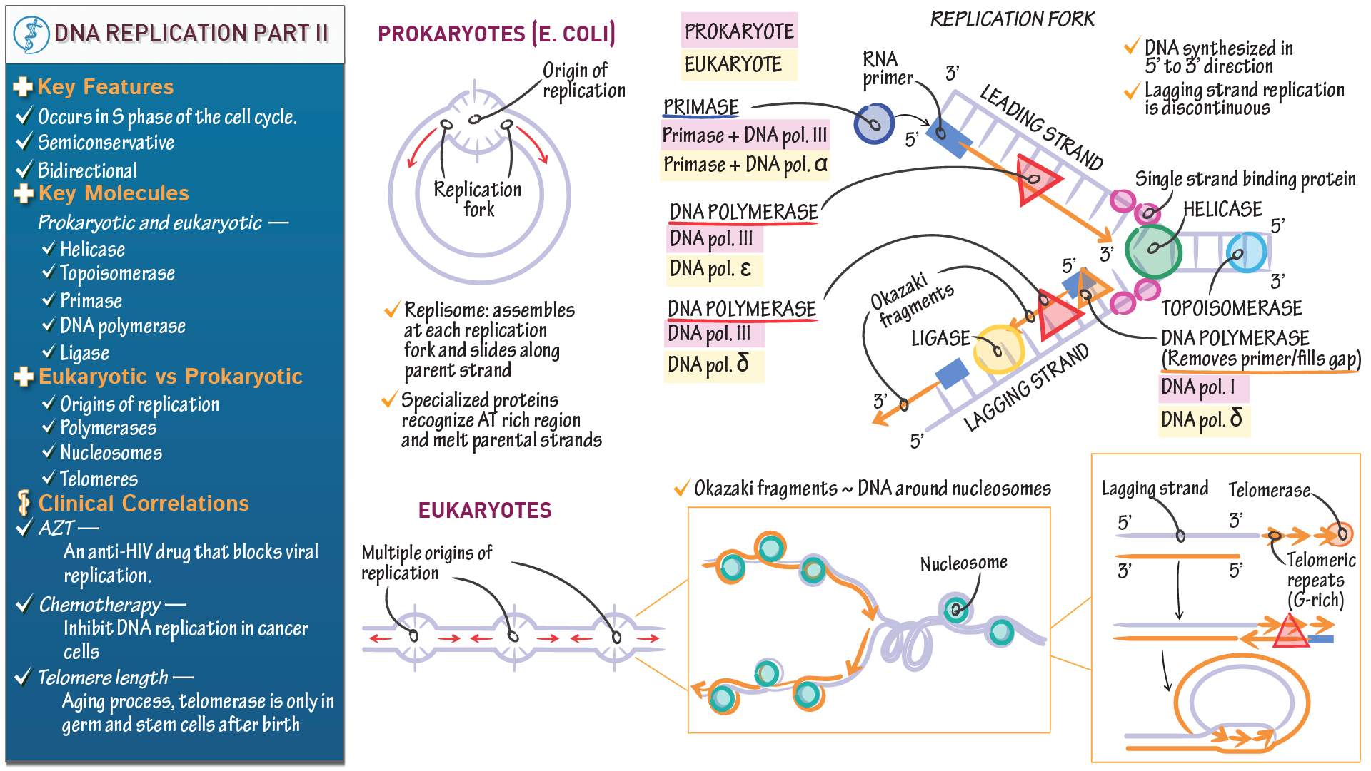 Днк есть репликация. Replication of DNA in prokaryotes. Топоизомераза в репликации ДНК. Репликация бактериальной ДНК. Репликация ДНК У прокариот.