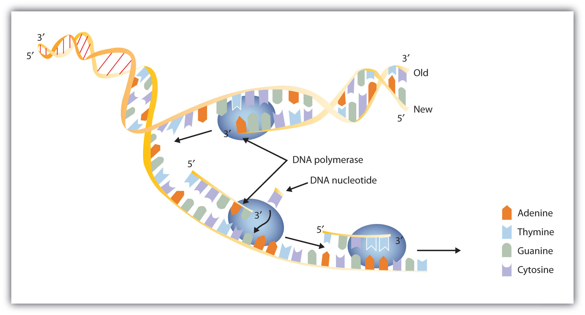 1931x1042 Replication And Expression Of Genetic Information