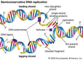 Dna Replication Drawing at GetDrawings | Free download