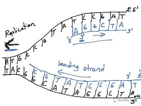 480x360 Dna Replication (Leading Vs Lagging Strand)