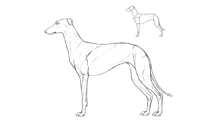700x409 How To Draw A Dog Details Make The Difference