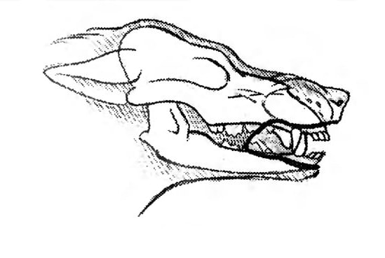 549x369 How To Draw A Dog Face Step By Step Descriptions, Images