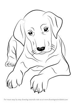 236x333 Create Your Own Dog Drawing Step By Step! To Begin, Start