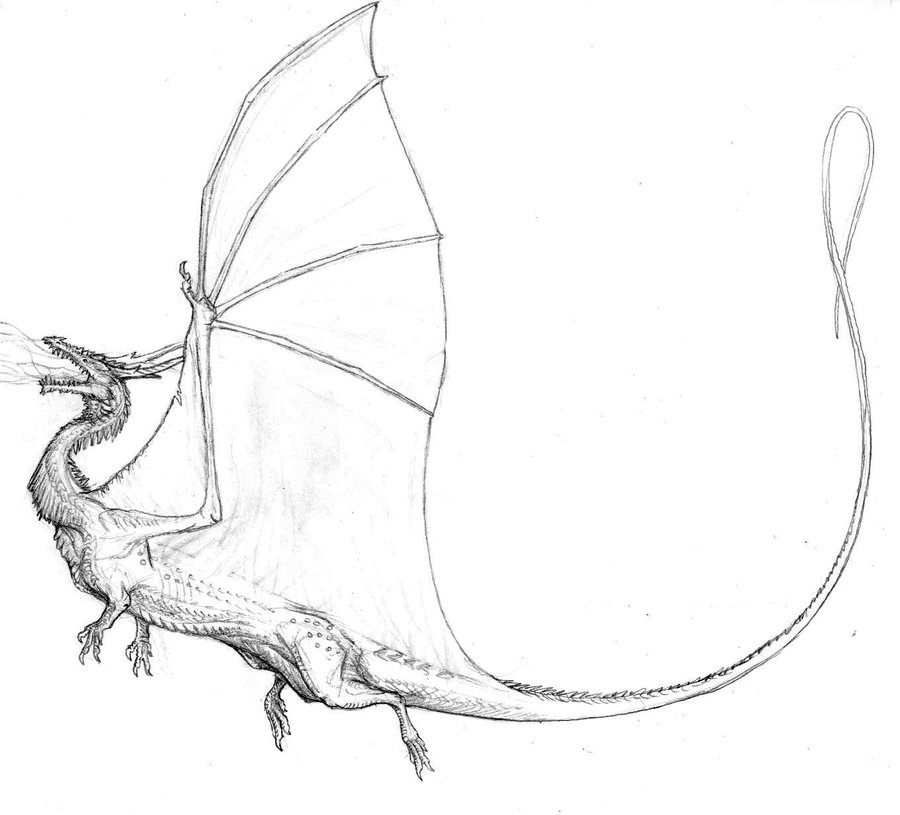 900x815 The Fire Drake By Ashere