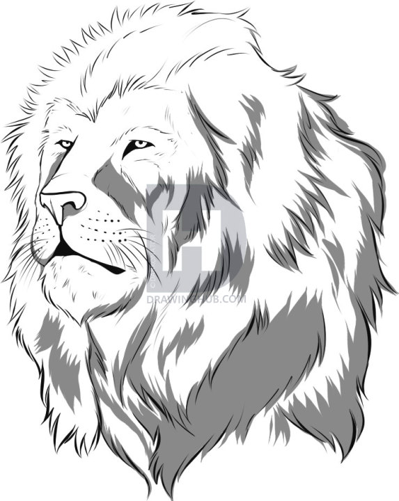 573x720 How To Draw A Realistic Lion, Draw Real Lion, Step By Step