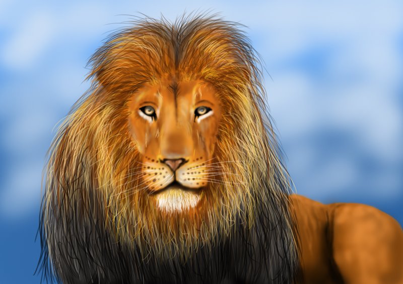800x565 Learn How To Draw A Lion's Face (Big Cats) Step By Step Drawing