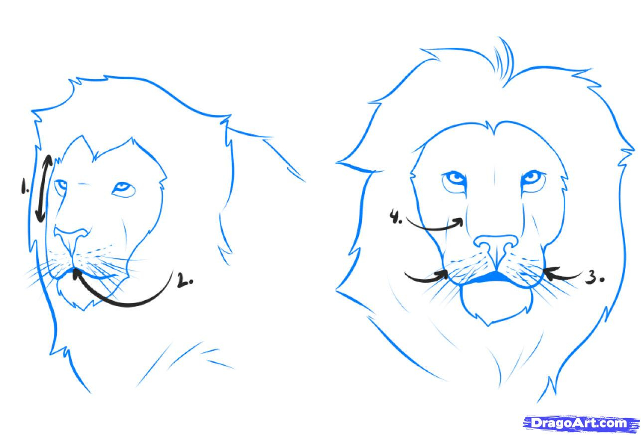 1286x874 Simple Lion Face Drawing How To Draw A Lion, Step By Step, Safari